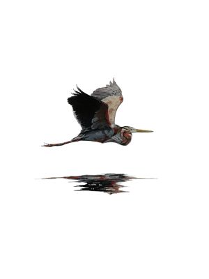 Card PURPLE HERON  A6 SkillyArt