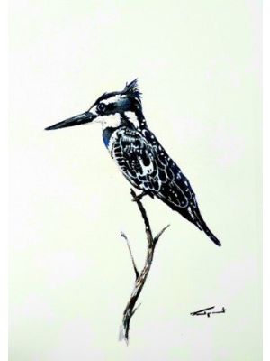 Card PIED KINGFISHER  A6 SkillyArt