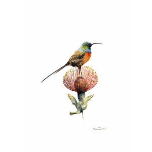 Card ORANGE BREASTED SUNBIRD A6 SkillyArt
