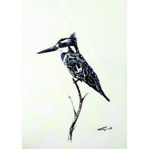 Card PIED KINGFISHER  A6 SkillyArt