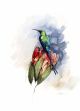 Card MALACHITE SUNBIRD A6 SkillyArt
